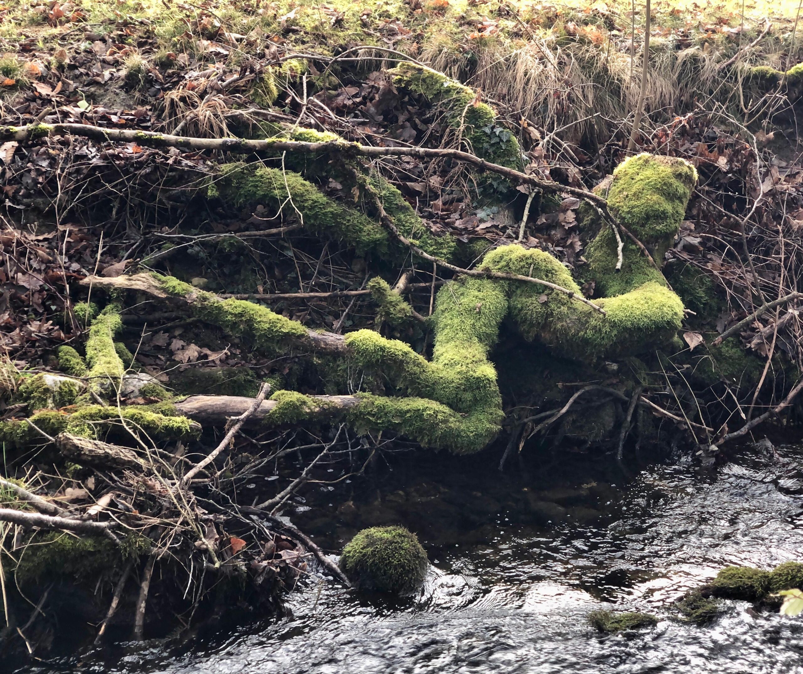 Das Jahr der Holz-Schlange 2025