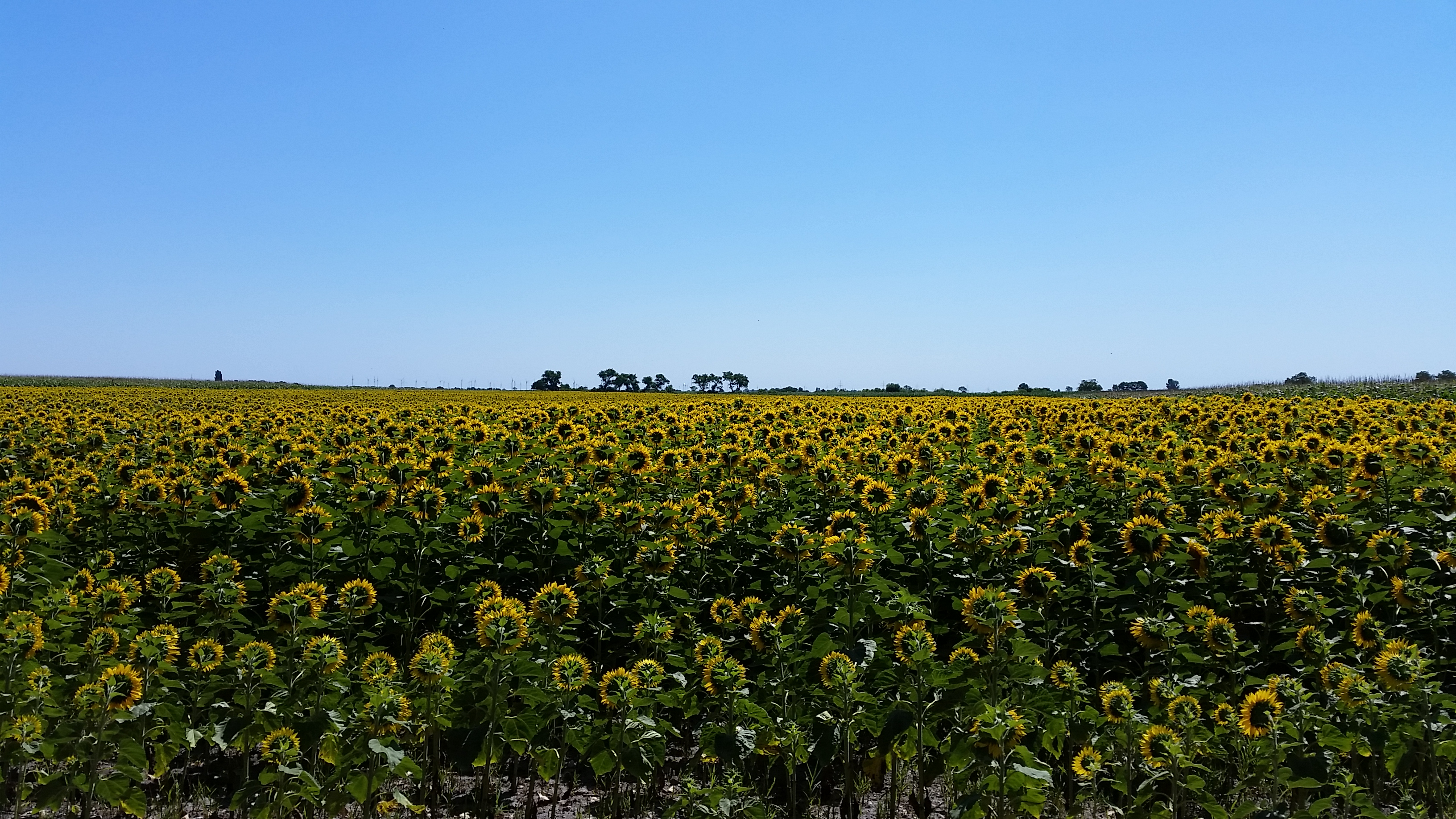 Zuckererbsen-Minze-Cremesuppe – kühlende Sommersuppe aus der TCM